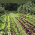 The Truth About Organic Farming and Health