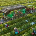 The Hidden Costs and Environmental Drawbacks of Organic Farming