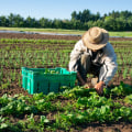 Exploring Organic Practices Through Commercial Farming Examples