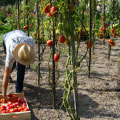 The High Costs of Organic Gardening: A Closer Look at the Disadvantages