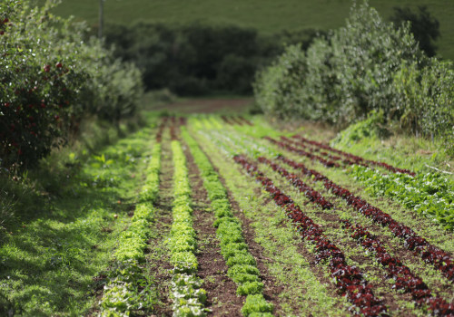 The Truth About Organic Farming and Health