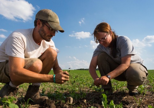 Intensive Agriculture Examples for Organic Farms: Strategies for Success