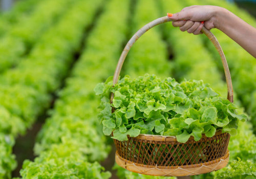 The Pros and Cons of Organic Farming: An Expert's Perspective