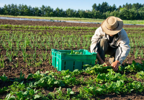 Exploring Organic Practices Through Commercial Farming Examples