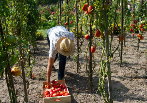 The High Costs of Organic Gardening: A Closer Look at the Disadvantages